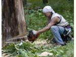 Спиливание деревьев подрезка деревьев корчевка деревьев Киев