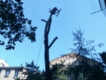 100% аккуратно спилить дерево любой сложности в Одессе Одесса