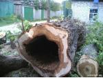 Удалить  дерево, спилить дерево Харьков