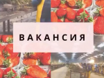 Всех желающих приглашаем на работу в Польше на вакансию “Сортировка саженцев клубники” Черновцы